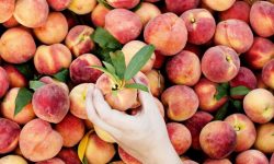 A intrat în vigoare măsura de interzicerea a exportului de fructe și legume, din unele regiuni ale țării, în Rusia