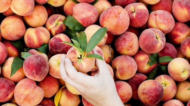 A intrat în vigoare măsura de interzicerea a exportului de fructe și legume, din unele regiuni ale țării, în Rusia