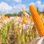 Porumbul nu mai ține economia. Moldova a pierdut 85% din veniturile de export