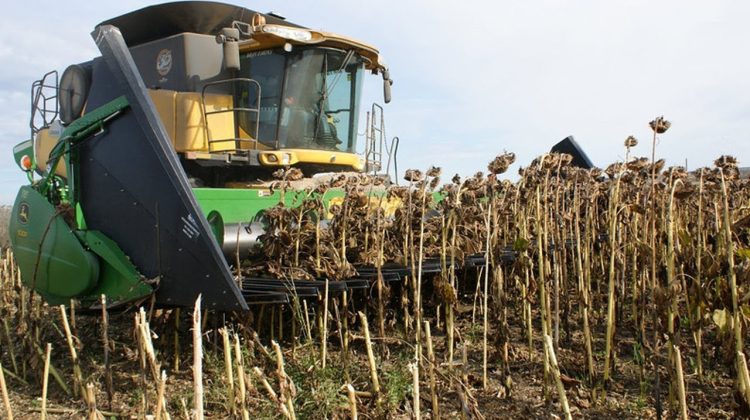 Recoltă mai scăzută de floarea soarelui și porumb în Ucraina
