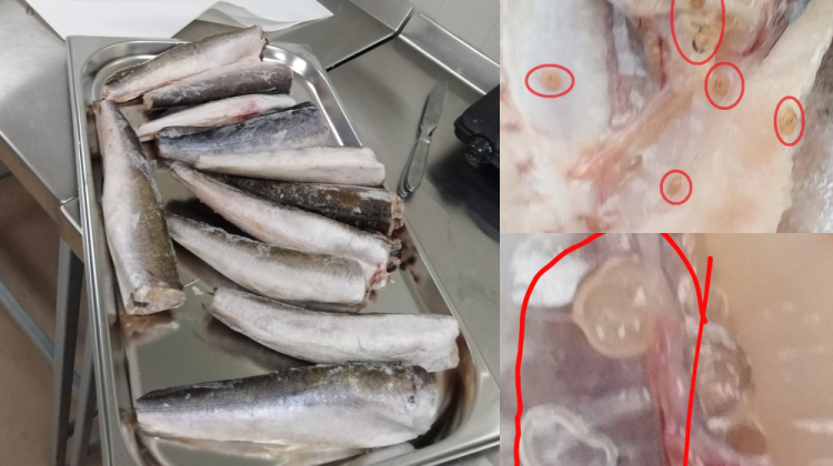 (FOTO) De necrezut! ANSA a depistat un lot de 26 tone de pește infectat cu paraziți