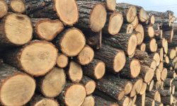 Prețul lemnelor pentru iarna 2022. Ce rezerve a pregătit Moldsilva