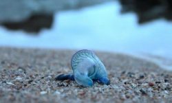 (FOTO) O plajă populară a fost invadată de o specie de meduze albastre. Cum arată
