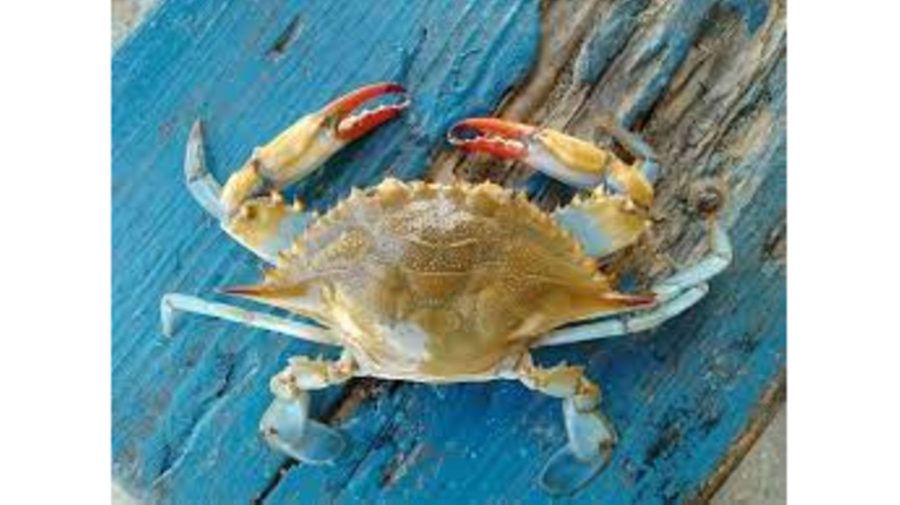 (FOTO) Mii de crabi găsiți morți pe plajele din Zanzibar. Ce s-a întâmplat