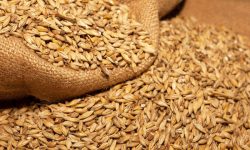 India ar putea vinde grâu pe piața liberă