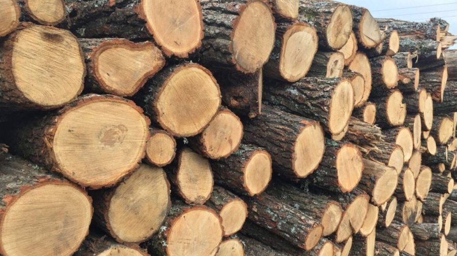 Europenii caută cu disperare lemne. Nu vor să înghețe de frig fără gaz