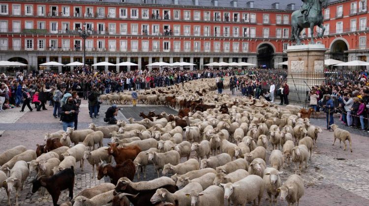 Mii de oi au blocat centrul Madridului. Ce s-a întâmplat