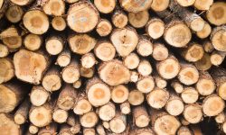 (VIDEO) România oferă Republicii Moldova 200 de mii de metri steri de lemn pentru încălzire