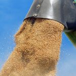 Fermierii români se tem de blocaje și pierderi după ieftinirea tranzitului cerealelor ucrainene prin Moldova