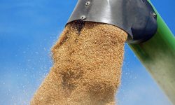 Chișinăul interzice cereale ucrainene! Kievul: Ciudată decizie. Nu exportăm în Moldova
