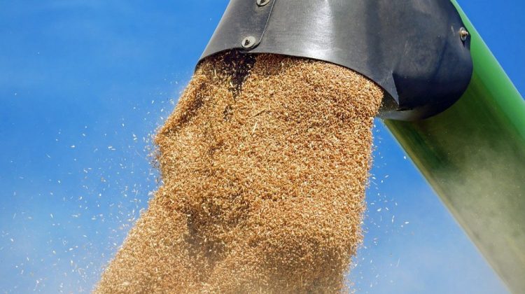 Chișinăul interzice cereale ucrainene! Kievul: Ciudată decizie. Nu exportăm în Moldova