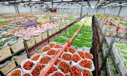 Proprietarii de sere din Ţările de Jos reduc producţia de legume şi flori. Nu vor putea face față crizei energetice
