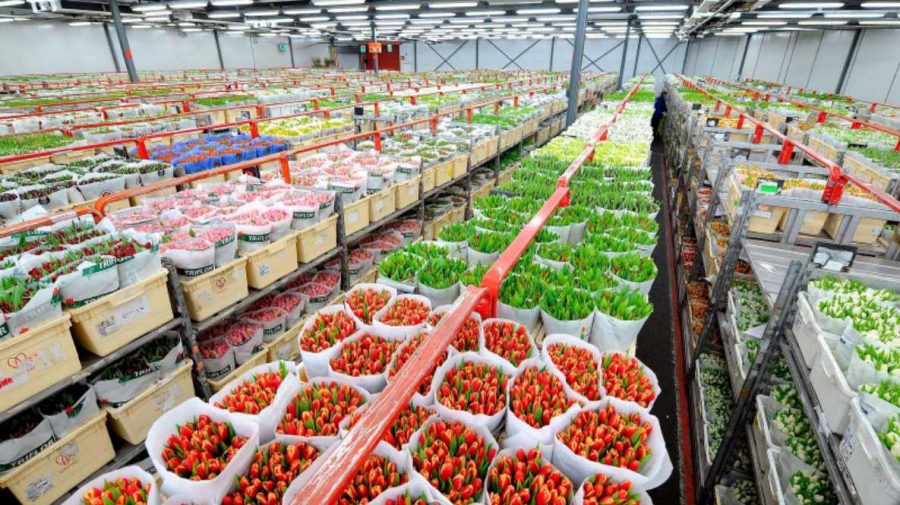 Proprietarii de sere din Ţările de Jos reduc producţia de legume şi flori. Nu vor putea face față crizei energetice
