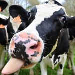 Cerere mare pentru granturile agricole: investiții de aproape 599 de milioane de lei planificate de fermieri