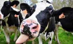 Vacile care se droghează cu cânepă! Bovinele amețite cască mai des. Cât de periculos este laptele lor pentru oameni