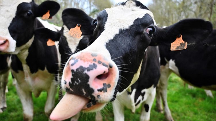 Danemarca introduce taxa pe flatulența vacilor