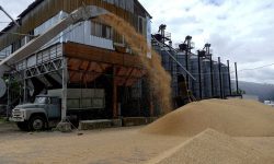 Schimbări la nivel mondial: China devine cel mai mare cumpărător de grâu din lume, înaintea Egiptului și Turciei