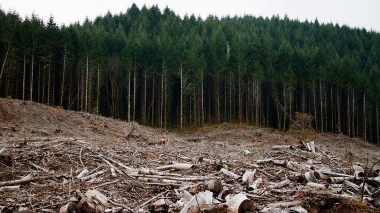 Cum rămâne Moldova fără păduri! Informații din culisele împăduririi eșuate