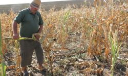 Drama cu care se confruntă agricultura din Republica Moldova! E uscată de climă și necompetitivă