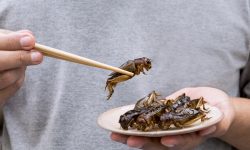 Europa extinde lista insectelor autorizate ca hrană umană: larva gândacului de bălegar poate fi acum consumată