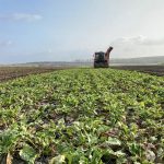 200 de milioane de lei pentru sfecla de zahăr: Guvernul pariază pe o cultură aflată în declin