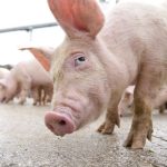 Statul a ucis 68 000 de porci, dar n-a plătit nimic. Ferma din Roșcani, abandonată