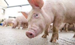 Industria germană a cărnii de porc pierde teren în fața vegetarienilor și a costurilor mari de producție
