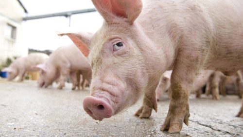 Bomba de sub tarabă! Sute de comercianți vând carne de porc fără acte și fără înregistrare legală