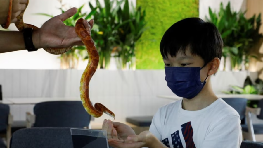 În Malaysia a fost deschisă o cafenea cu șerpi și șopârle