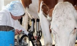 Faliment răsunător în industria lactatelor din Republica Moldova