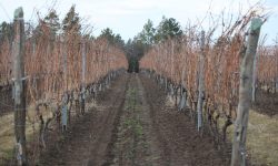Unul dintre cei mai mari producători de vin din țară a lansat prima serie de vinuri ecologice monosoi