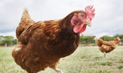 Gripa aviară atacă Moldova! ANSA recomandă moldovenilor să-și țină găinile închise în propriile gospodării