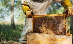Câte albine zboară în Republica Moldova și câtă miere consumă fiecare locuitor