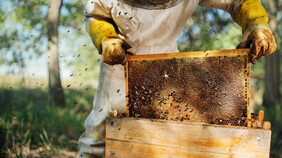 Câte albine zboară în Republica Moldova și câtă miere consumă fiecare locuitor