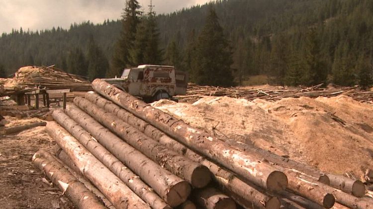 Cum se fură copacii din codrii Moldovei?! Recean: O mașină cu lemne a fost vândută cu 500 de lei