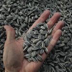 Turcia a pus mâna pe semințele Moldovei! Înghite 86% din exporturi