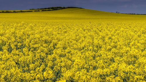 Boom de rapiță, economie pe avarie! Moldova exportă miliarde, dar rămâne furnizor de materie primă