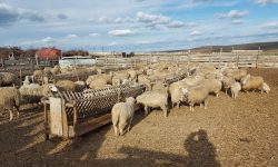 De ce nu-i prieşte Mioriţei iarba din Moldova?! Reducere dramatică a numărului de oi
