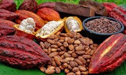 Ciocolata riscă să se scumpească! Preţuri record la cacao din cauza fenomenului El Nino din vestul Africii