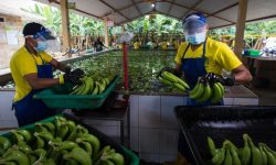 Cine este milionarul care a vândut banane „otrăvite” unei rețele de magazine din Moldova