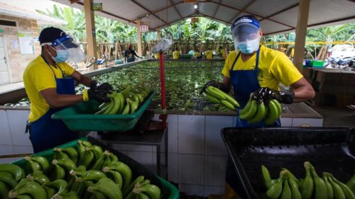Cine este milionarul care a vândut banane „otrăvite” unei rețele de magazine din Moldova