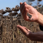 Republica Moldova a spart recordul la floarea-soarelui. A exportat de 4,3 miliarde lei în doar cinci luni