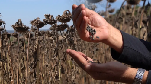 Sancțiunile americane și seceta din Ucraina au umflat piața: floarea-soarelui la prețuri record în Moldova