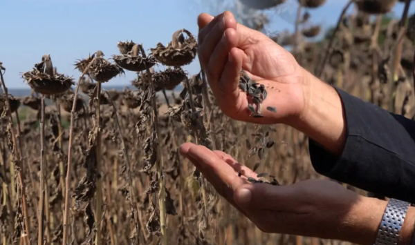 Concentrare periculoasă! Trei companii controlează jumătate din exporturile de floarea-soarelui