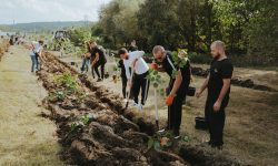 Sute de mii de euro „îngropaţi” în programul împăduririi Moldovei! Anual sunt plantați doar 10% din necesarul de copaci