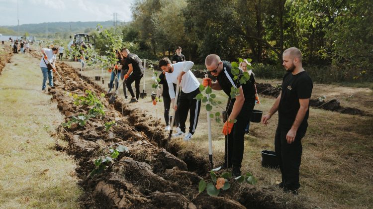Sute de mii de euro „îngropaţi” în programul împăduririi Moldovei! Anual sunt plantați doar 10% din necesarul de copaci