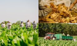 VIDEO, FOTO Cum se cultivă tutunul pe unica plantație din Republica Moldova