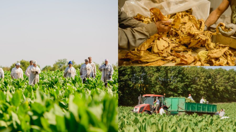 VIDEO, FOTO Cum se cultivă tutunul pe unica plantație din Republica Moldova
