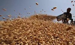 Turcia interzice importurile de grâu pentru a proteja producătorii locali