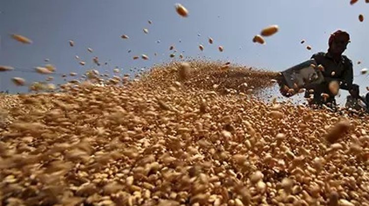 Turcia interzice importurile de grâu pentru a proteja producătorii locali